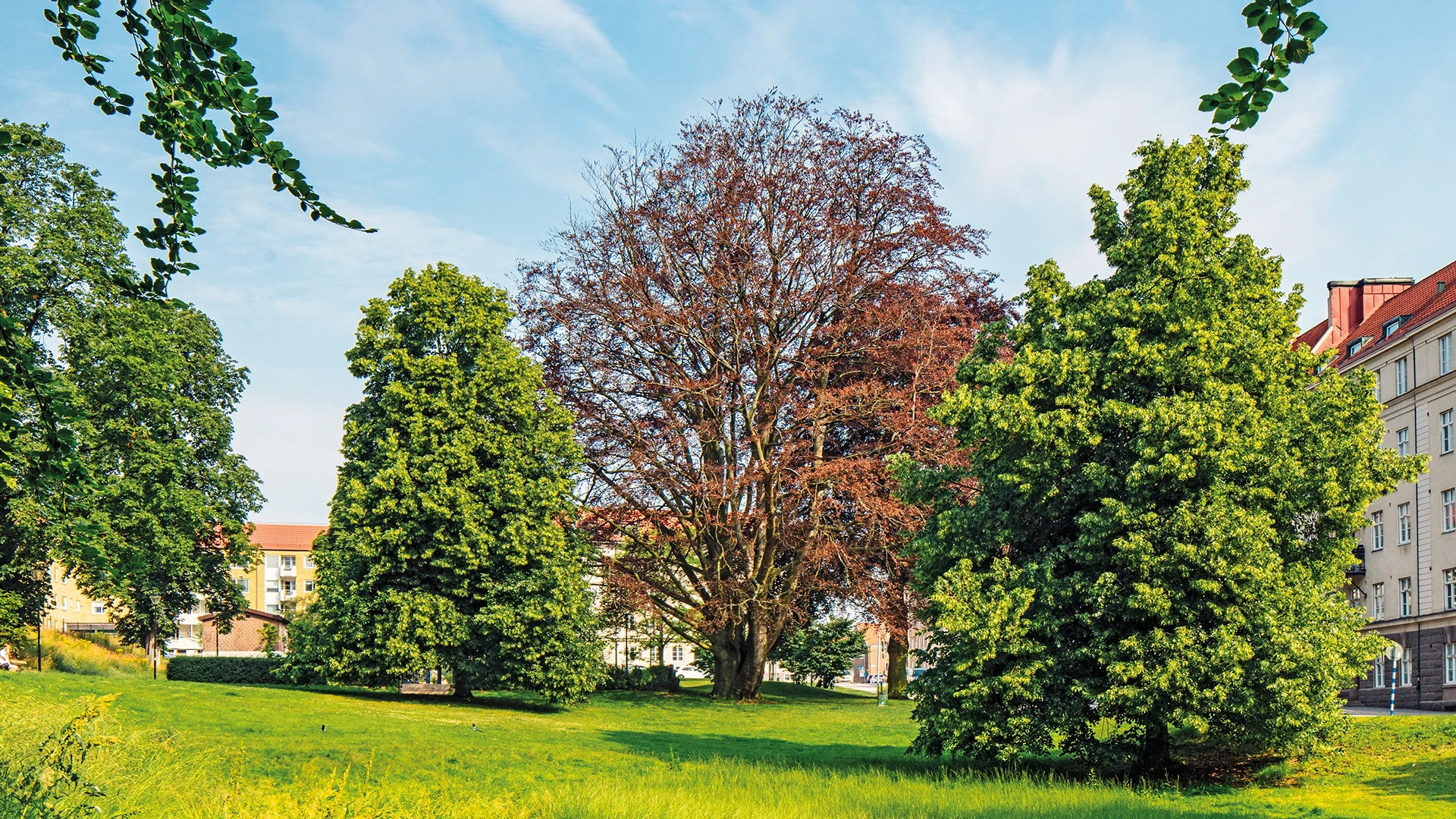 Blodboken i Kopparmölleparken