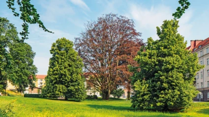 Blodboken i Kopparmölleparken