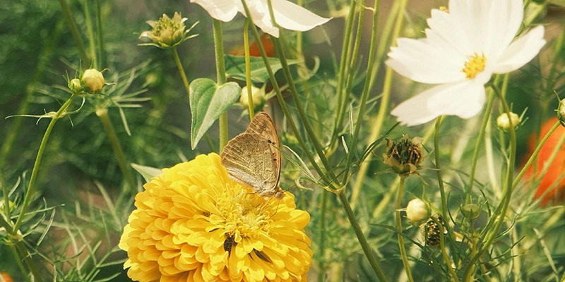 odla blommor