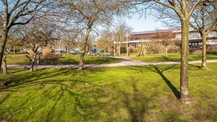 Stadsparken, träd