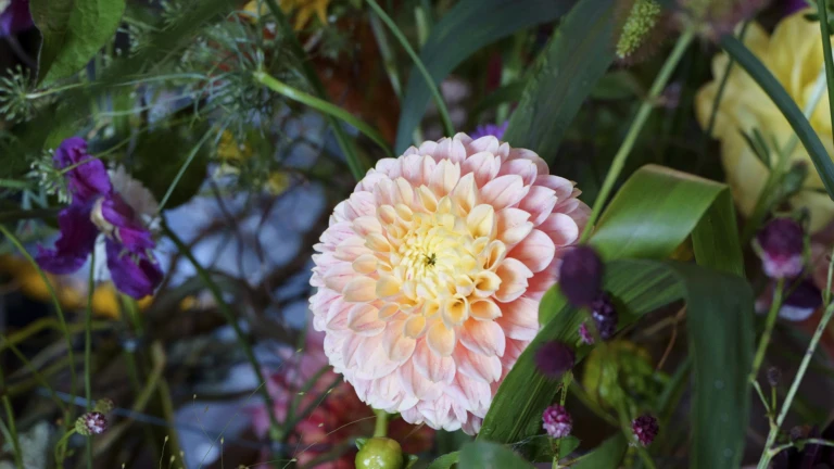 Floramästerkapen