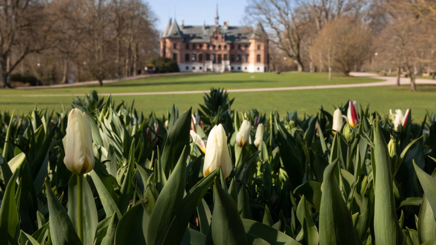 Tulpaner framför Sofiero slott.
