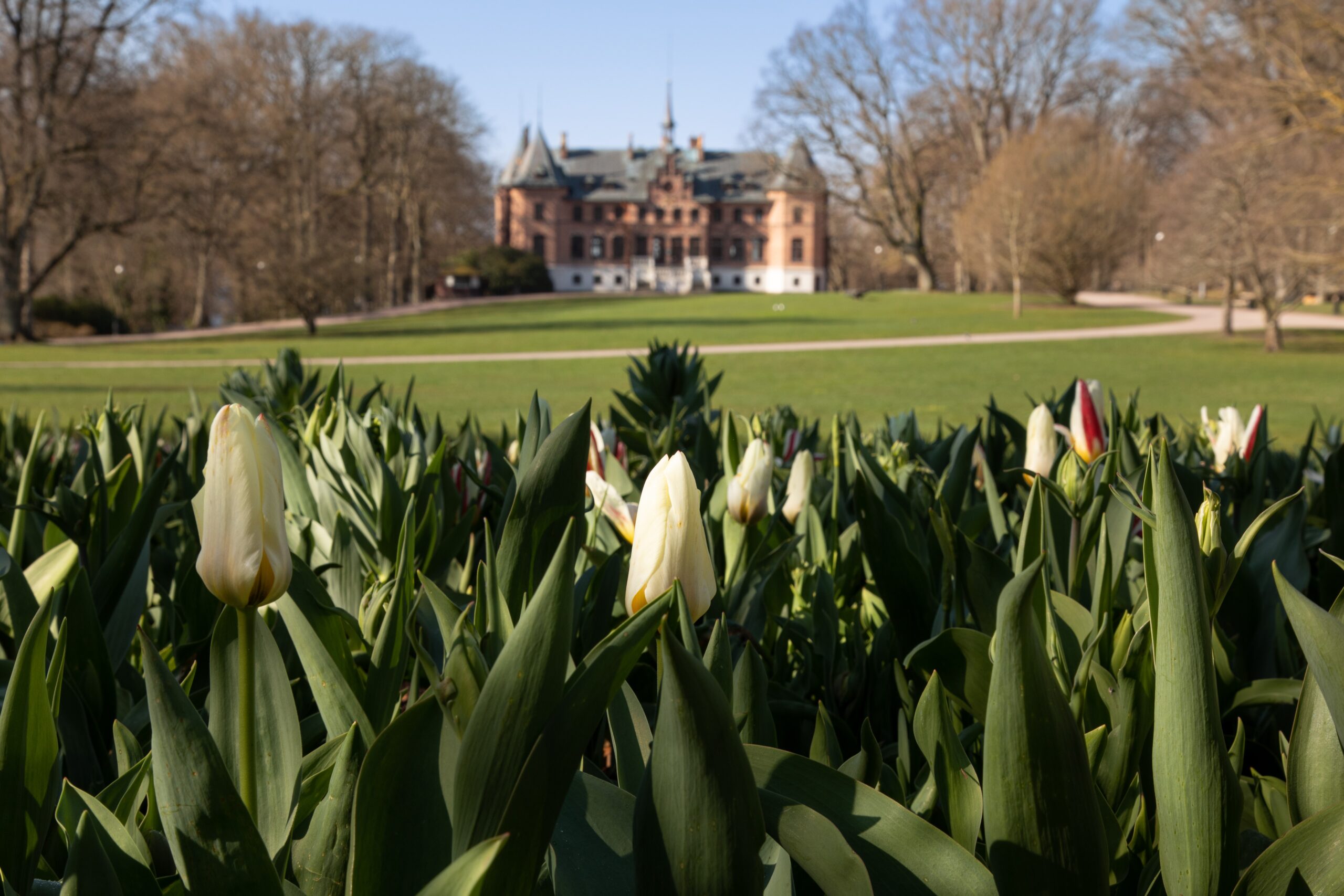 Tulpaner framför Sofiero slott.