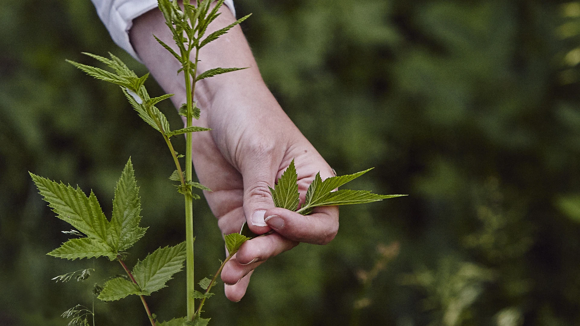 Naturen som skafferi