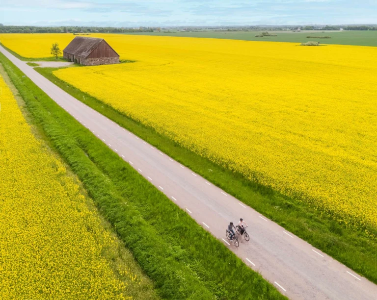 Två personer cyklar genom rapsfält. Sett från ovan