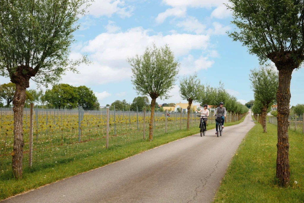 Två cyklister cyklar genom allen på Lottenlund vingård med vinfält på båda sidorna.