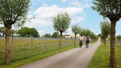Två cyklister cyklar genom allen på Lottenlund vingård med vinfält på båda sidorna.