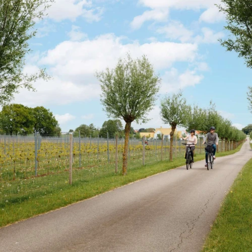 Två cyklister cyklar genom allen på Lottenlund vingård med vinfält på båda sidorna.