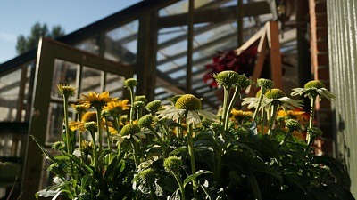 Blomman solhatt i närbild på gårdsbutiken Kulla Gunnarstorp. Växthus i bakgrunden.