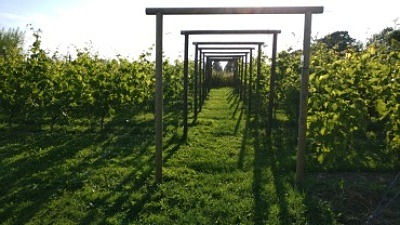 Frillestads vingård i sommarskrud bland vinfälten. Gården ligger utanför Helsingborg och erbjuder vinprovningar.