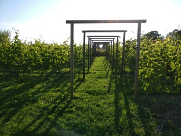 Frillestads vingård i sommarskrud bland vinfälten. Gården ligger utanför Helsingborg och erbjuder vinprovningar.