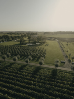 Vinfält på Lottenlund Estate en vingård i Allerum utanför Helsingborg.