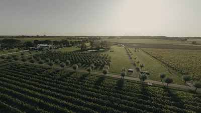 Vinfält på Lottenlund Estate en vingård i Allerum utanför Helsingborg.