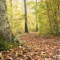 En höstbild från Pålsjöskog. Löven har börjat falla ner på stigen medans några träd fortfarande är grön längs stigen
