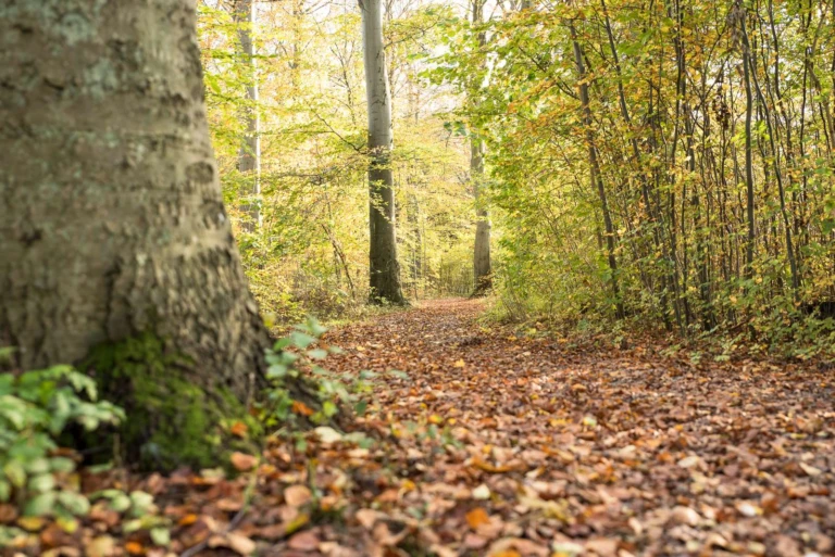 En höstbild från Pålsjöskog. Löven har börjat falla ner på stigen medans några träd fortfarande är grön längs stigen