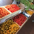 Tomater i lösvikt på tomatens hus i Vallåkrabygden.