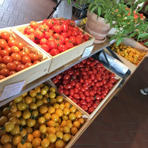 Tomater i lösvikt på tomatens hus i Vallåkrabygden.