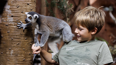 Tropikariet i Helsingborg, ett spännande inomhuszoo. En pojke hälsar på en lemur.