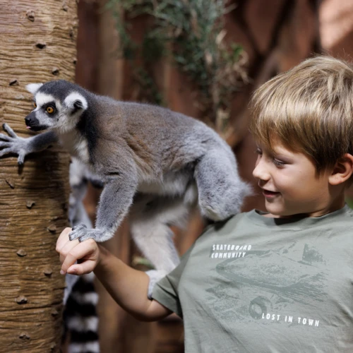 Tropikariet i Helsingborg, ett spännande inomhuszoo. En pojke hälsar på en lemur.