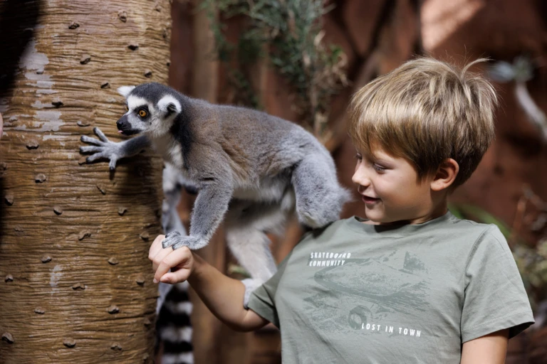 Tropikariet i Helsingborg, ett spännande inomhuszoo. En pojke hälsar på en lemur.