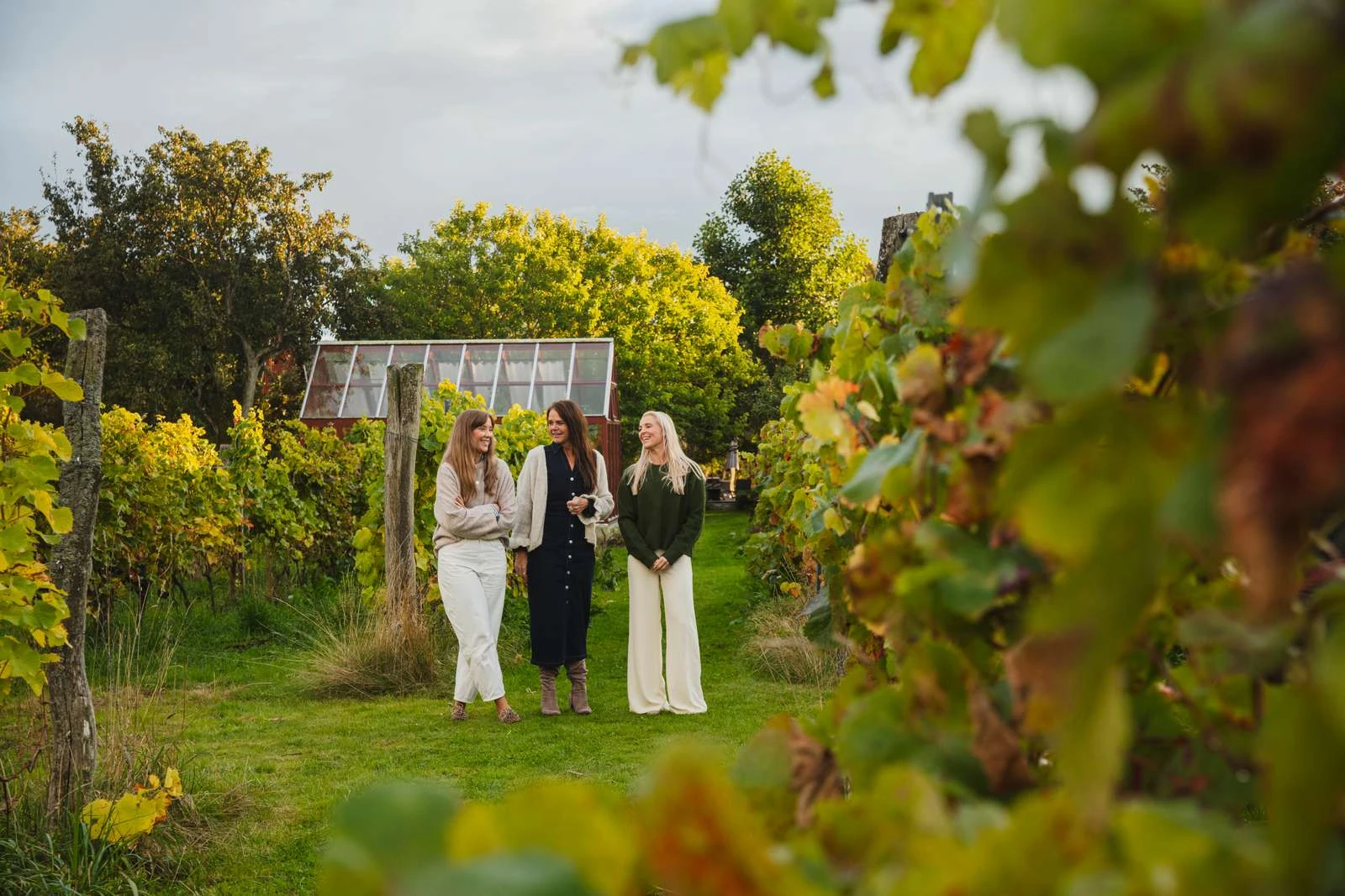 tre kvinnor går bland vinfälten på Aplagården.