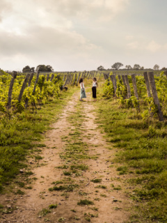 Vinfält på båda sidorna om en grusvägg med gräs i mitten. På slutet av vägen står två kvinnor och samtalar.