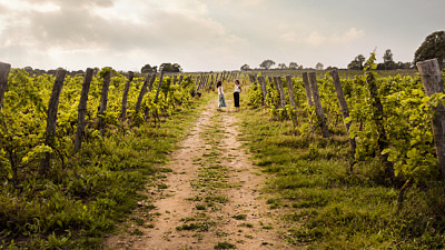 Vinfält på båda sidorna om en grusvägg med gräs i mitten. På slutet av vägen står två kvinnor och samtalar.