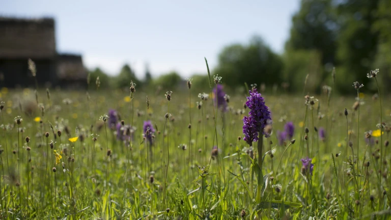 äng med lilla och gula blommor