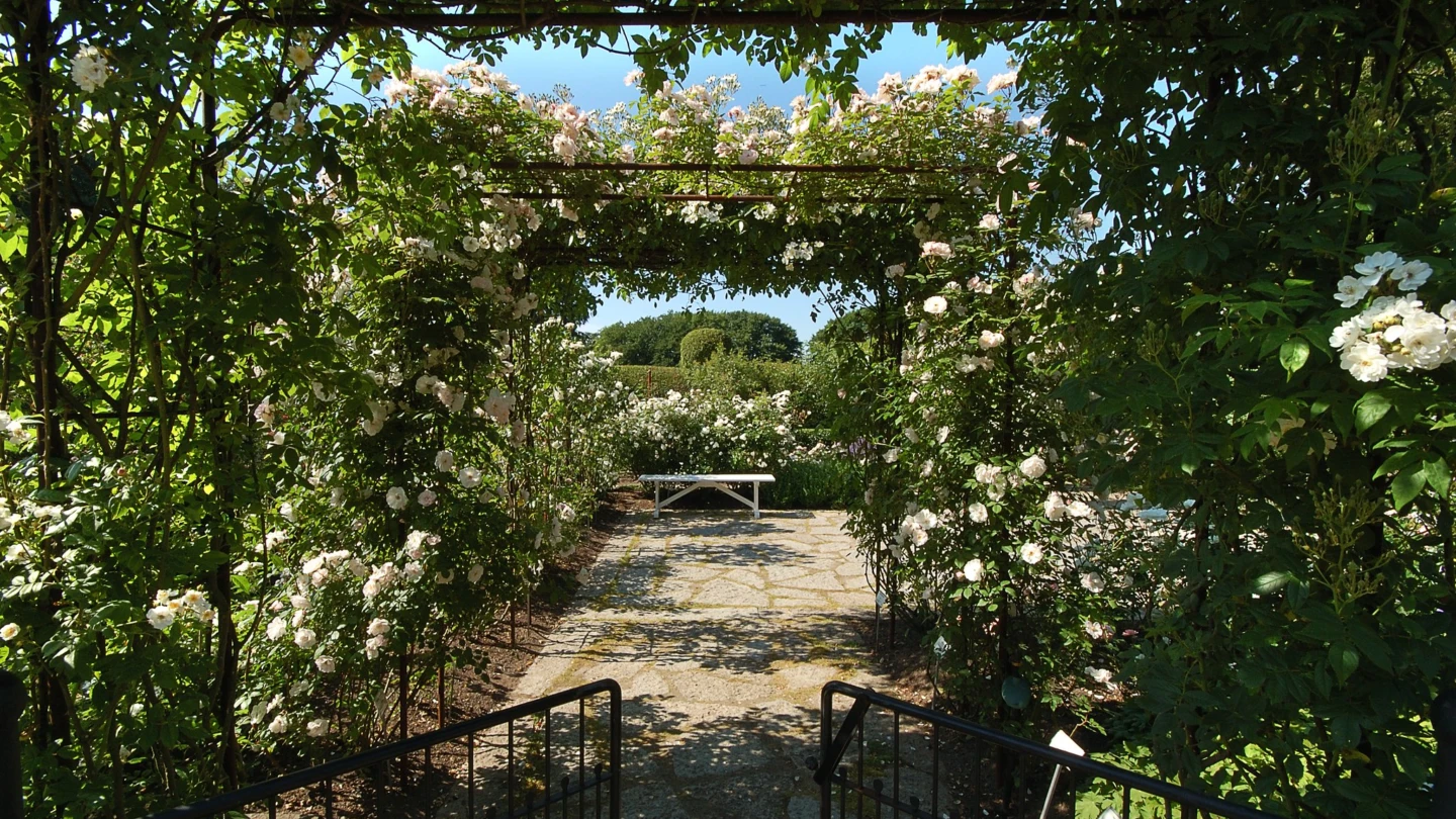 Vitrosenpergola i blom på Fredriksdal