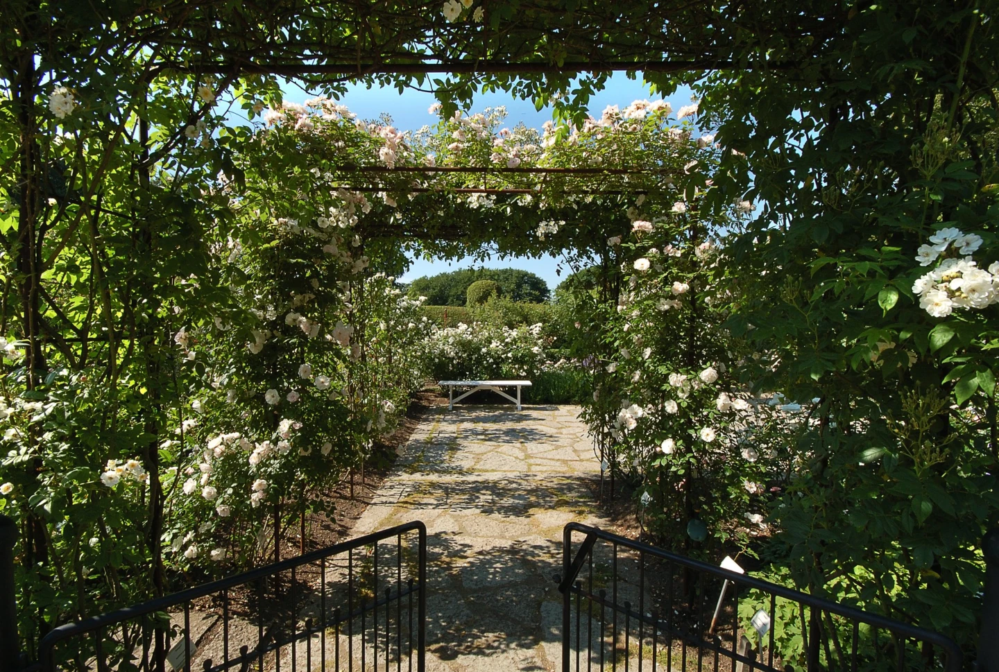 Vitrosenpergola i blom på Fredriksdal