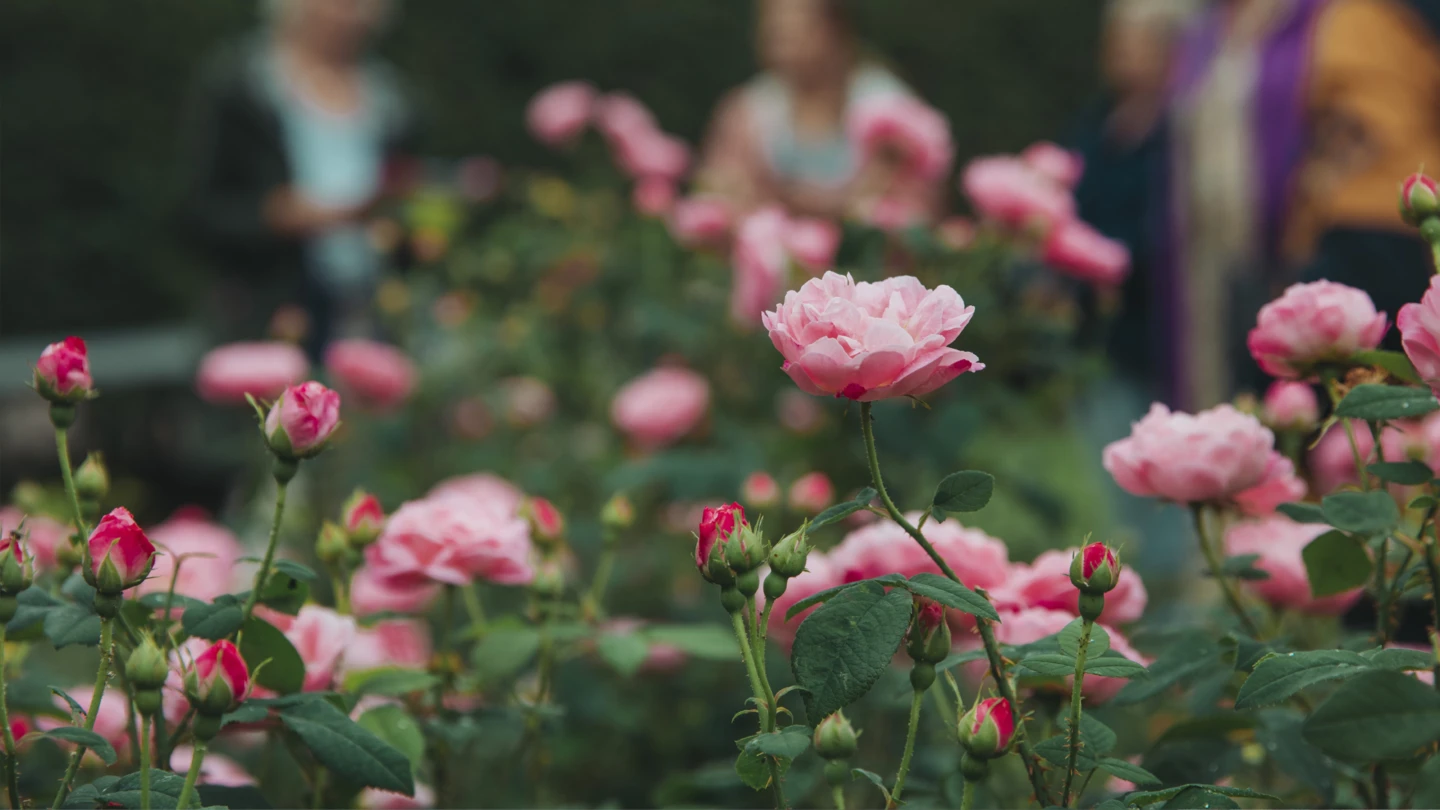 närbild på rosa rosor