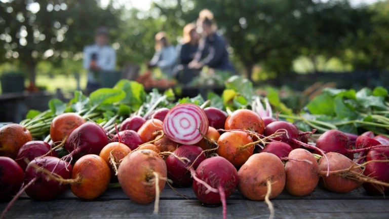 närbild på olika betor i rosa och orangea toner