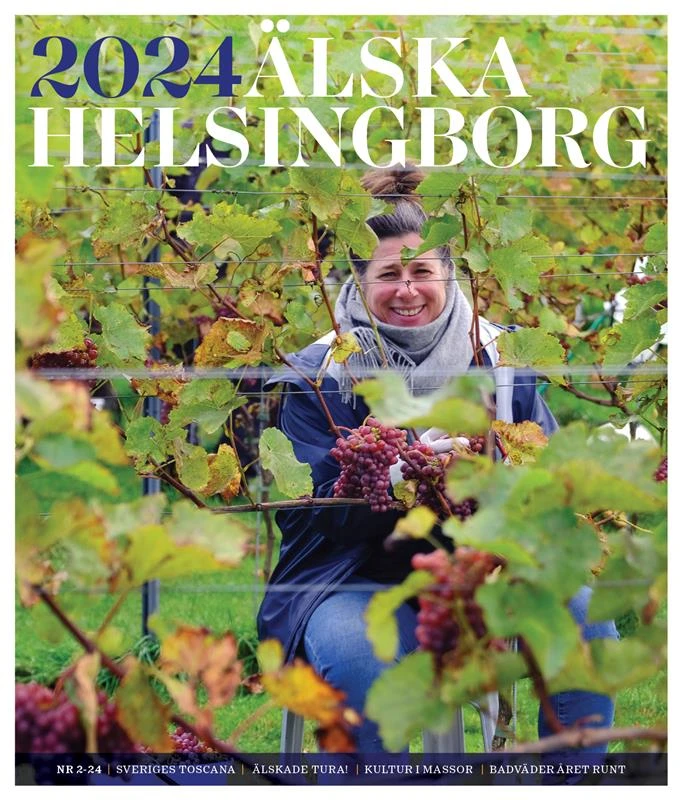 Vinrankor med gröna blad och röda druvklasar i förgrunden och glad kvinna som skördar syns mellan bladverken