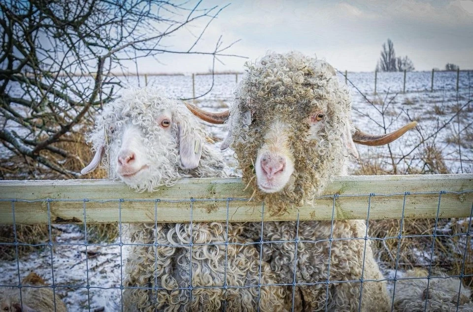 I ett snöigt landskap är två får placerade bakom ett stängsel