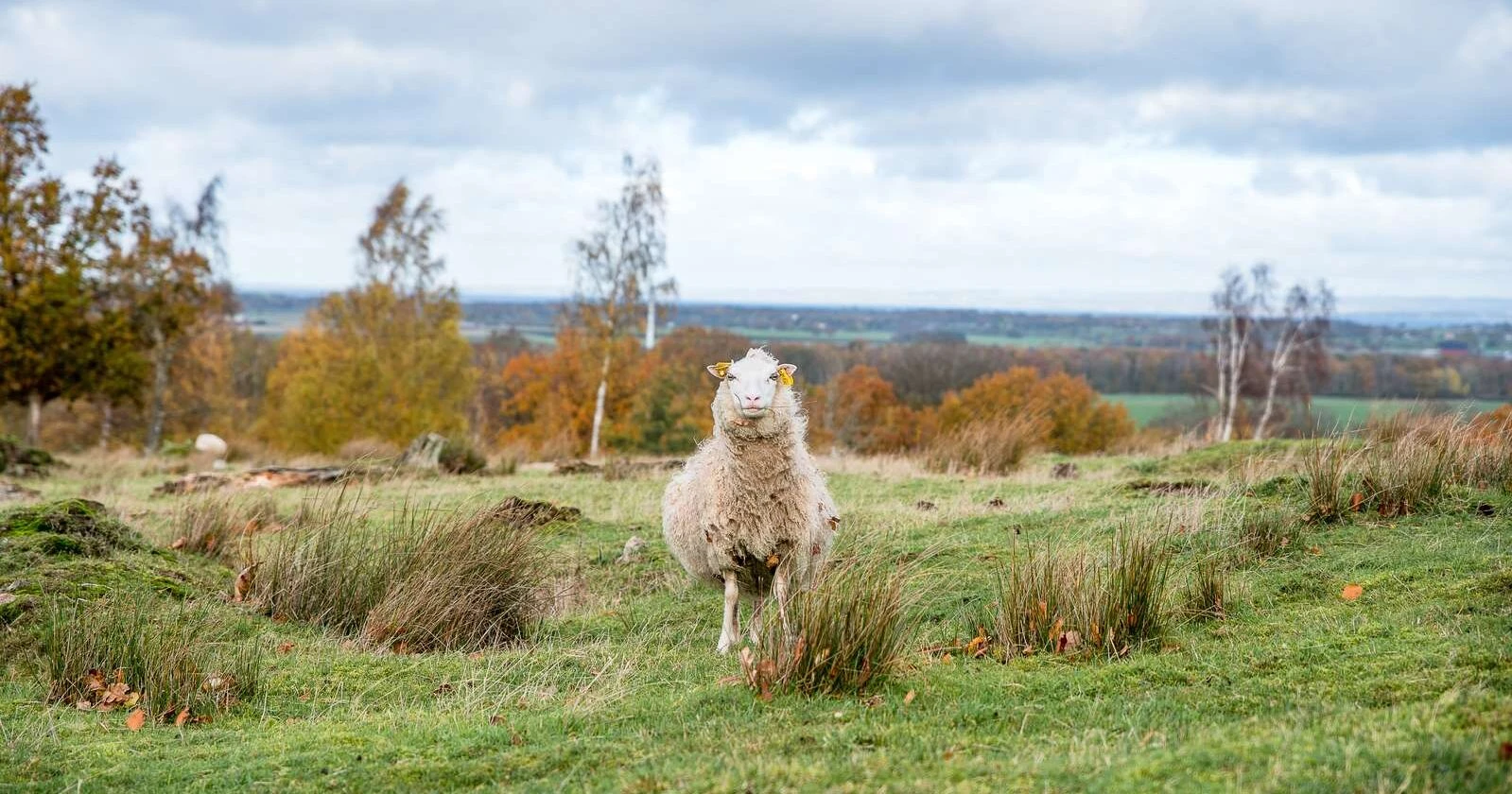 ett får i ett skogsområde, höstiga inslag