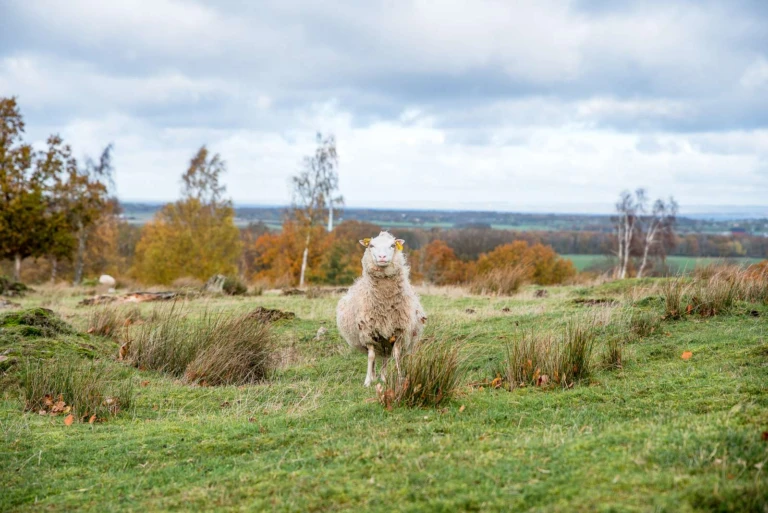 ett får i ett skogsområde, höstiga inslag