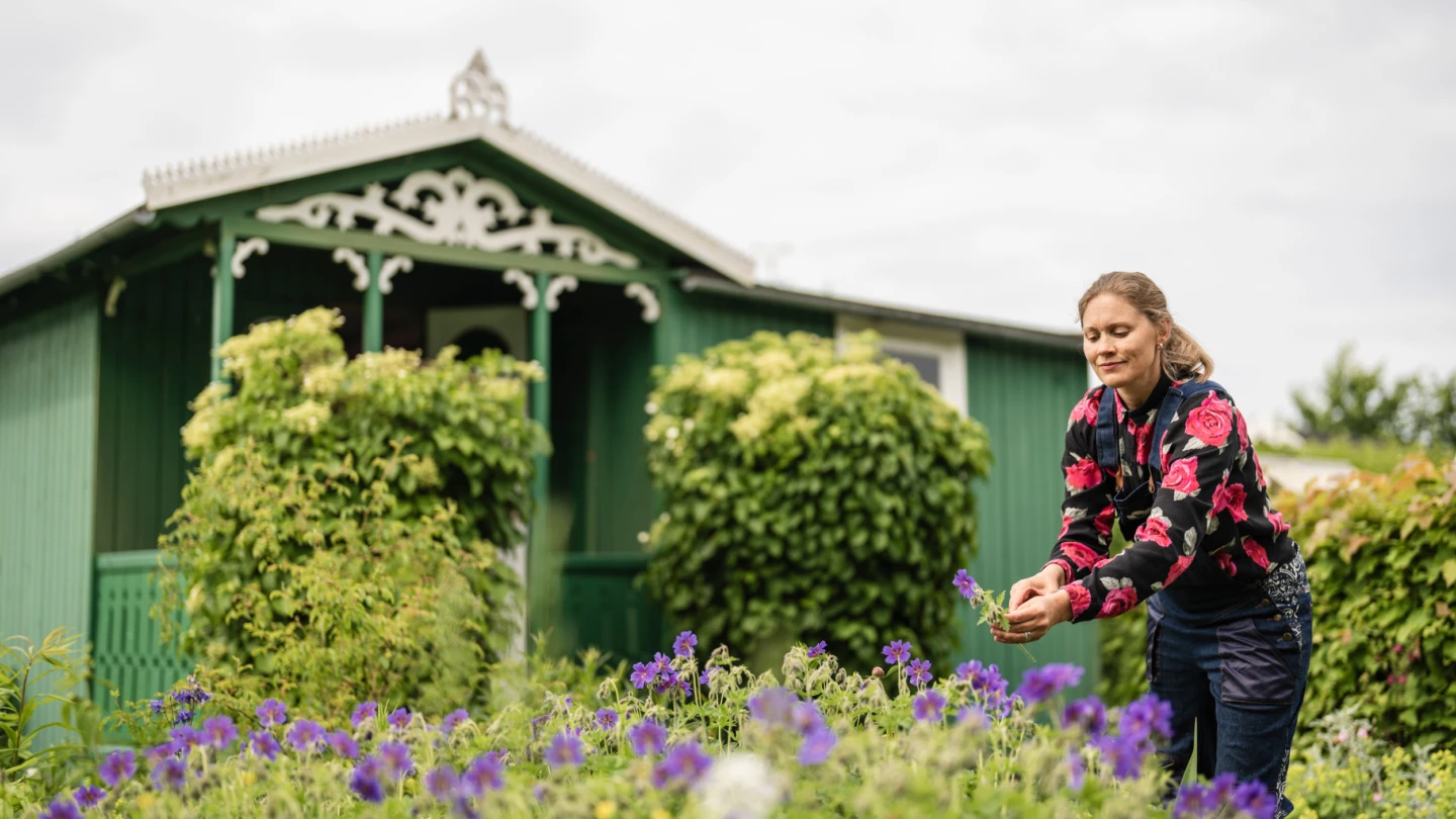 en kvinna plockar en lila blomma framför en liten kolonistuga