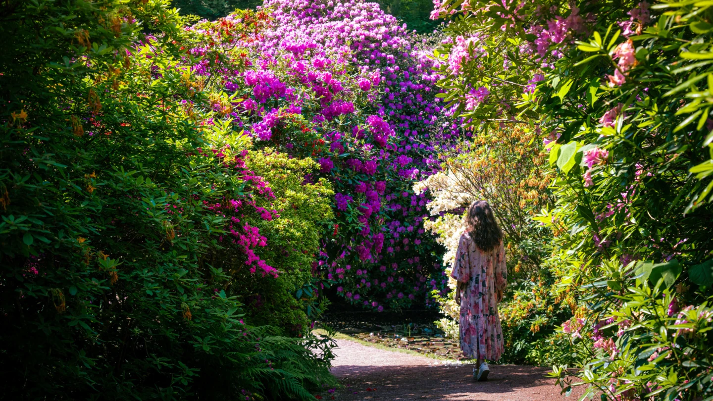 Rhododendronblomning på Sofiero