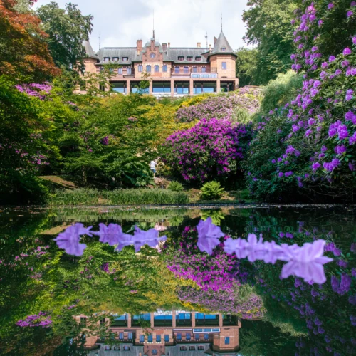 Rhododendron och Sofiero slott