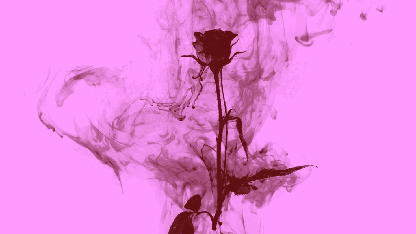 En ros med rök runt på en rosa bakgrund