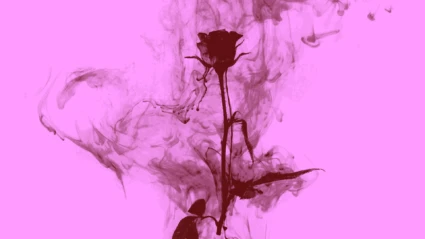 En ros med rök runt på en rosa bakgrund