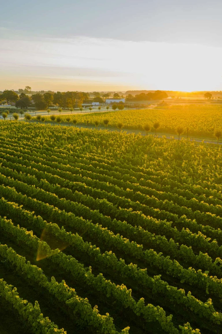 Drönarbild över ett vinfält i morgonljus