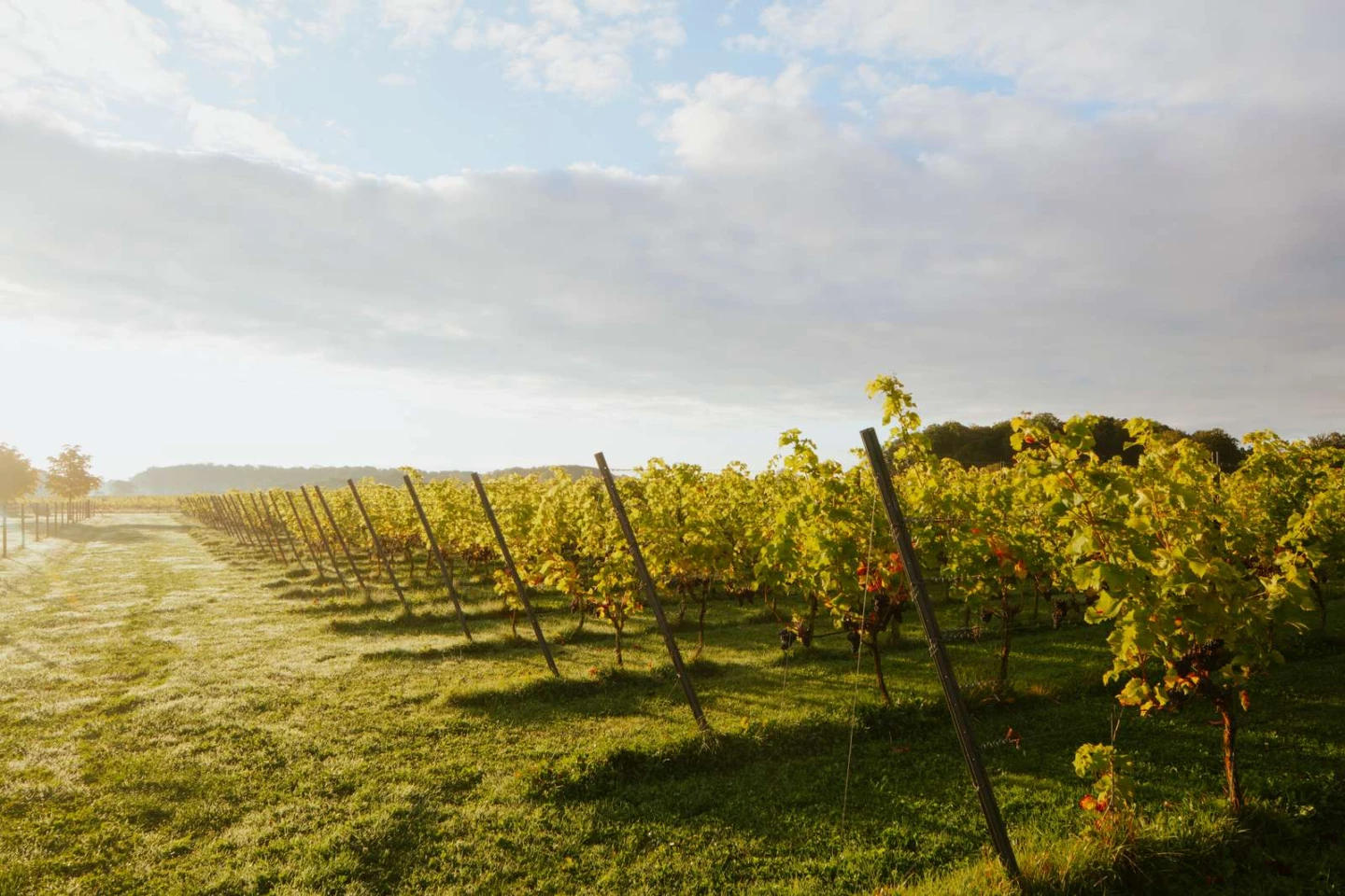 Mogna vinfält i morgonljus.