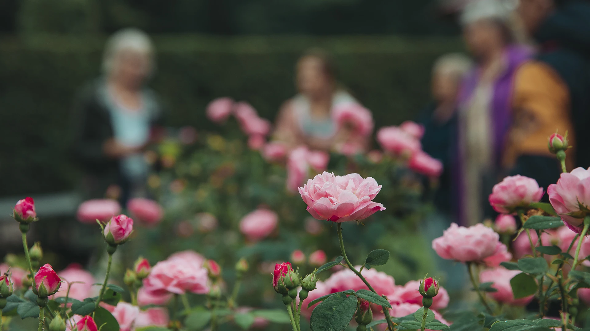 Rosvandringar