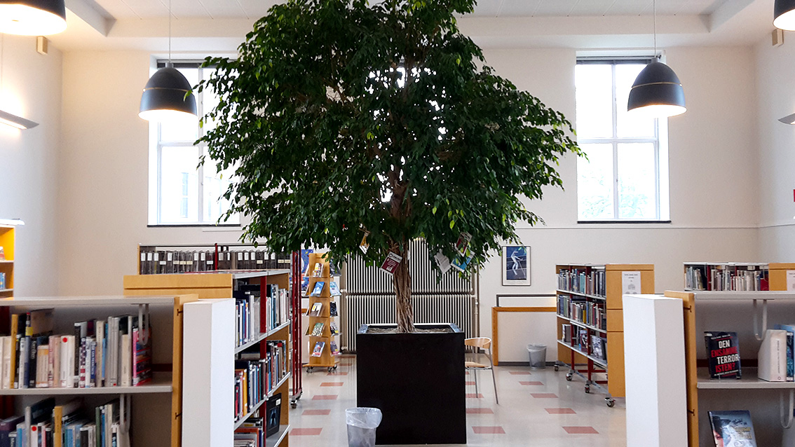 foto från skolans ljusa, luftiga bibliotek