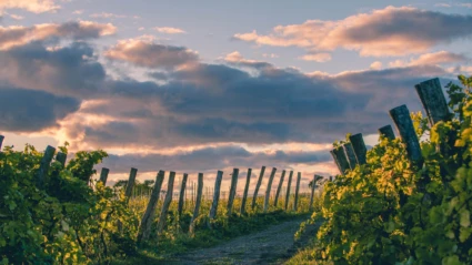 En idyllisk vingård i Arild där vinrankor badar i kvällsljus under färggranna moln.