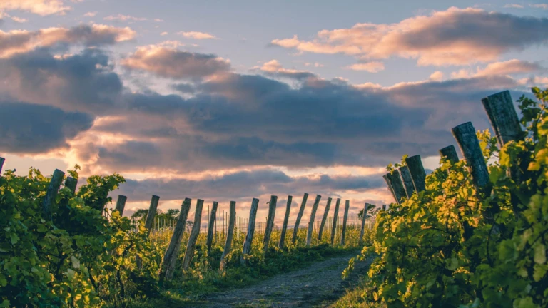 En idyllisk vingård i Arild där vinrankor badar i kvällsljus under färggranna moln.