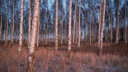 En stillsam björkskog i kvällssol, där ljuset speglar sig i trädens vita stammar och torrt gräs.