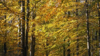 Gyllene löv i en tät bokskog på Kullaberg, där solen silar genom trädkronorna.