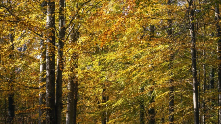 Gyllene löv i en tät bokskog på Kullaberg, där solen silar genom trädkronorna.